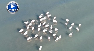 Flamingolar bu yıl da göç etmedi 