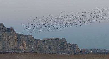 Gökyüzünde dans, sığırcık şöleni