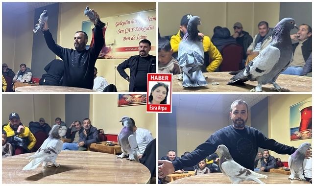 Güvercin tutkunlarının mezattı  200 liradan 1 milyona!