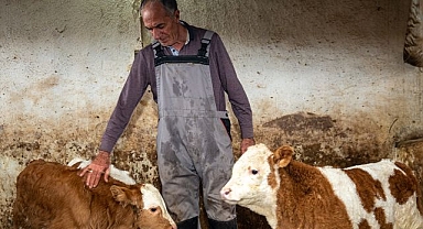 Hayvancılığı bırakacakken devlet destek oldu