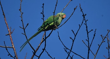 İstilacı tür İskender Papağanı görüntülendi