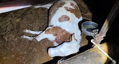 Kaçak elektrik hayvanları telef etti!