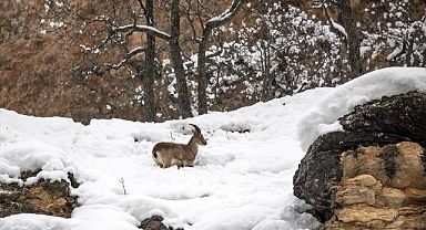 Kar ve soğuk hava yaban hayvanlarının yiyecek bulmasını zorlaştırıyor
