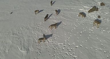  Karayazı'da kurt sürüsü görüntülendi