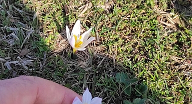 Kardelen ve çiğdemler açtı