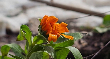 Karların arasında çiçekler açtı 