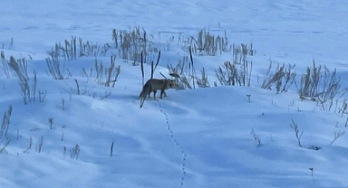 Karlı arazide av mesaisi