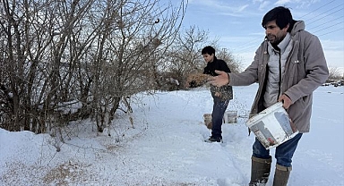 Karlı araziye keklikler için yem taşıyorlar