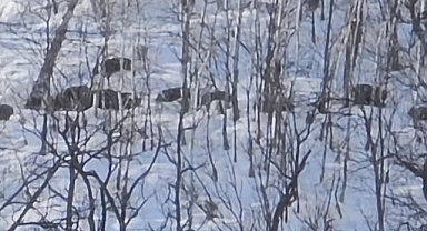 Karlı dağlarda yiyecek arayan domuz sürüsü görüldü