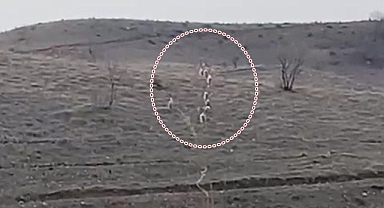 Kayalık arazide görüldüler