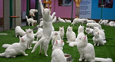 Kedilerin nesillerini korumak için çalışmalar sürüyor