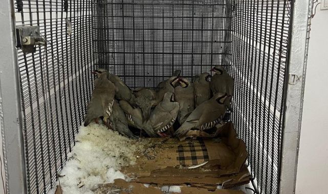 Keklik avına ceza yağdı