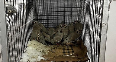 Keklik avına ceza yağdı