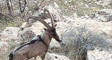 Kırsalda kameralara böyle yakalandılar