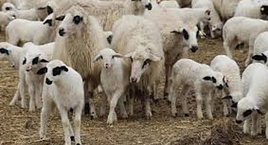 Kırsalda küçükbaş hayvancılığa destek 