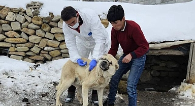 Köpeklere kuduz aşısı uygulaması başladı