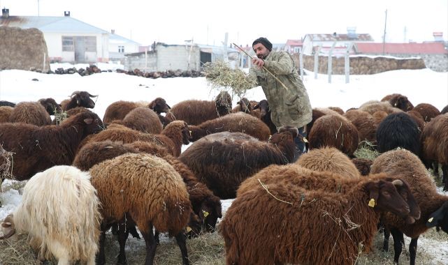 Köyüne dönen gurbetçi devlet desteğiyle sürü sahibi oldu