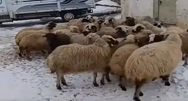 Koyunları telef olan çiftçiye büyük sürpriz 