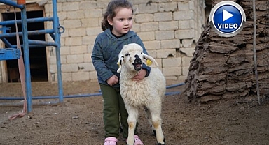 Küçükbaş hayvan sayısı 1,5 milyona dayandı