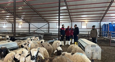 Küçükbaş işletmesi ,yüzde 50 hibeyle faaliyete geçti