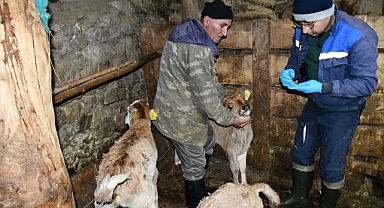 Küpe ve aşılama çalışması sürüyor