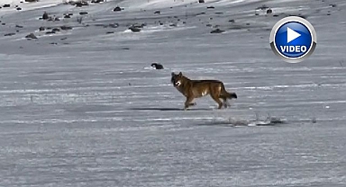 Kurt aracı metrelerce takip etti!