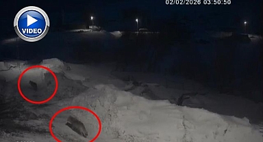 Kurtlar köylerde cirit atıyor