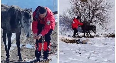 Kurtların saldırısından AKUT’un şefkatiyle kurtuldu