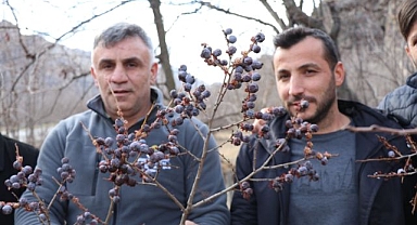 Meyve sebzeyi dalından yiyorlar