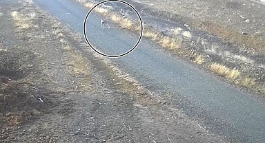 Mezraya inen kurt görüntülendi   