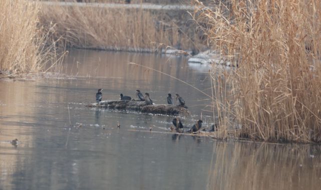Milli Park 200'ü aşkın kuş türüne ev sahipliği yapıyor