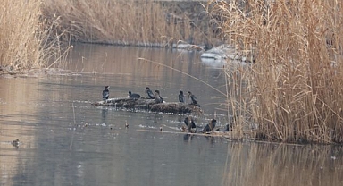 Milli Park 200'ü aşkın kuş türüne ev sahipliği yapıyor