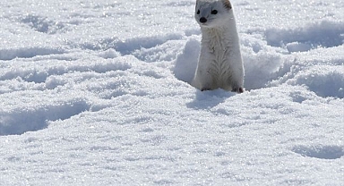 Nesli koruma altındaki gelincik görüntülendi
