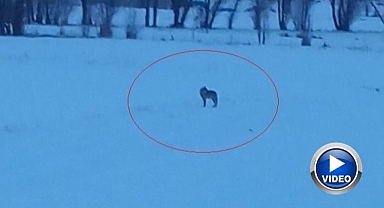 O beldede 3 kurt görüldü!