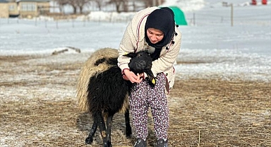 Öksüz kuzuya sahip çıktı...