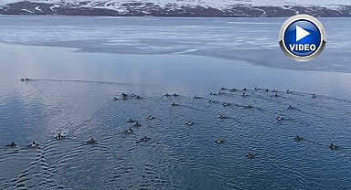 Ördeklerin dansı hayran bıraktı