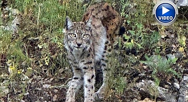 Ormanda vaşak görüldü 