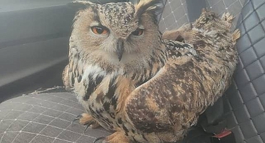 Puhuda mantar enfeksiyonu tespit edildi