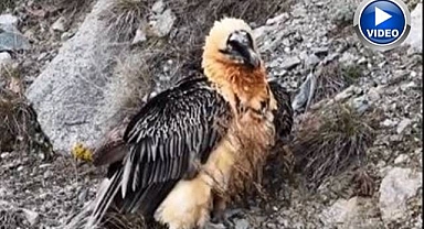 Sakallı akbaba gökyüzüne geri döndü