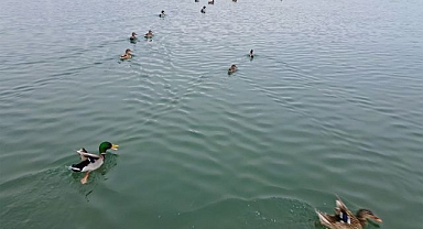 Sazlıklar dondu, kuşlar gölde toplandı