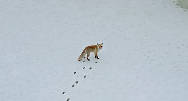 Şehre inen tilkiler kameralara yakalandı