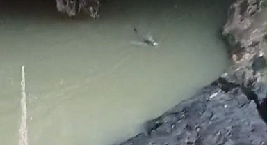 Su samuru avlanırken görüntülendi