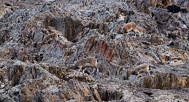 Sürü halinde beslenirken görüldüler