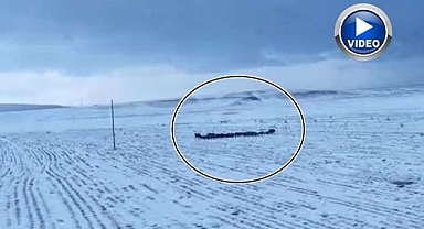 Sürü halinde görüntülendiler