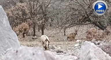 Sürü halindeki yaban keçileri görüntülendi 
