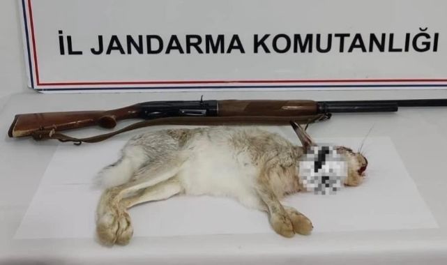 Tavşan avlamanın cezası ağır oldu!