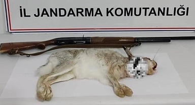Tavşan avlamanın cezası ağır oldu!