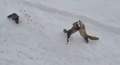 Tilkilerin ekmek kavgası