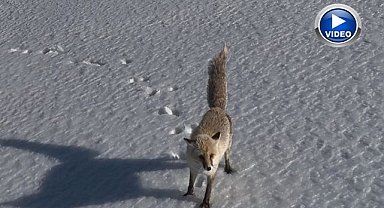 Tilkinin dronla imtihanı: Önce baktı, sonra hızla kaçtı   