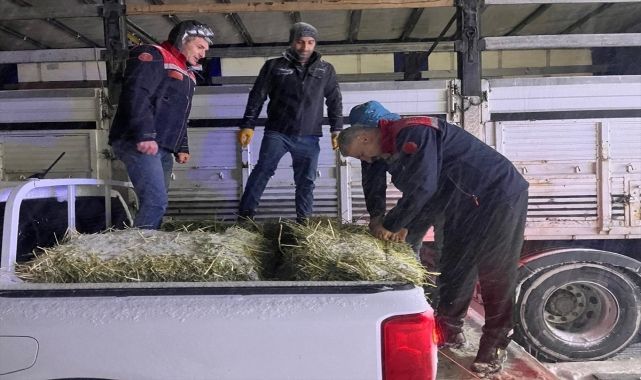 Tır yolda kaldı hayvanların imdadına ekipler yetişti!